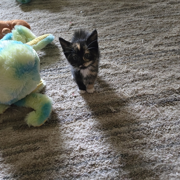 Meet your Posher, Nova - Picture 8 of 11